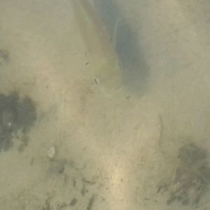 Meet your Posher, Gerald